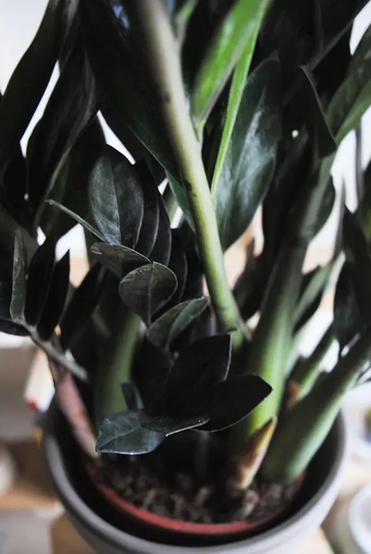 Zamioculcas Raven