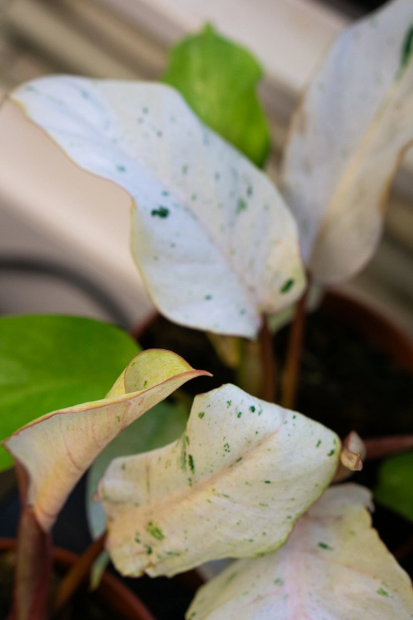 Baby Philodendron Snowdrift