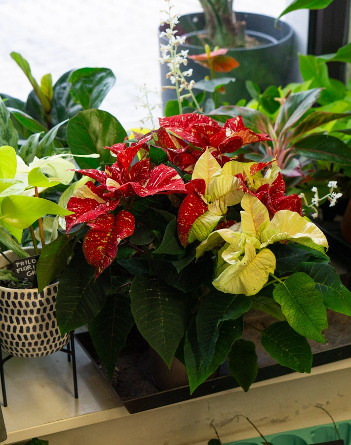 Vianocna ruza/ Poinsettia variegata