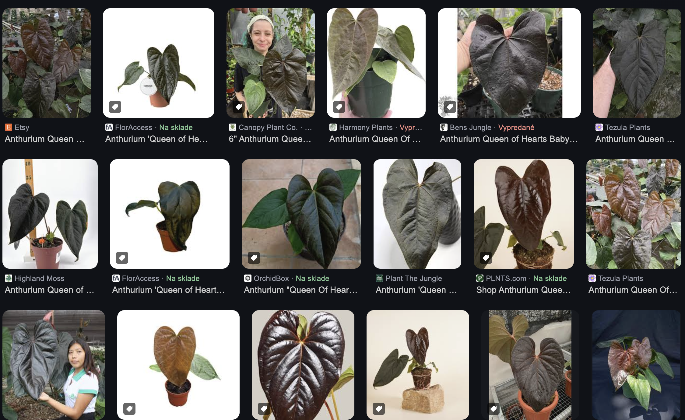 Baby Anthurium Queen of Hearts