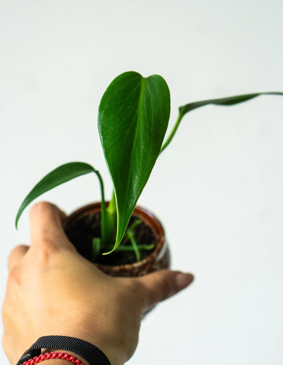 ?? Baby Monstera Burle marx flame ??