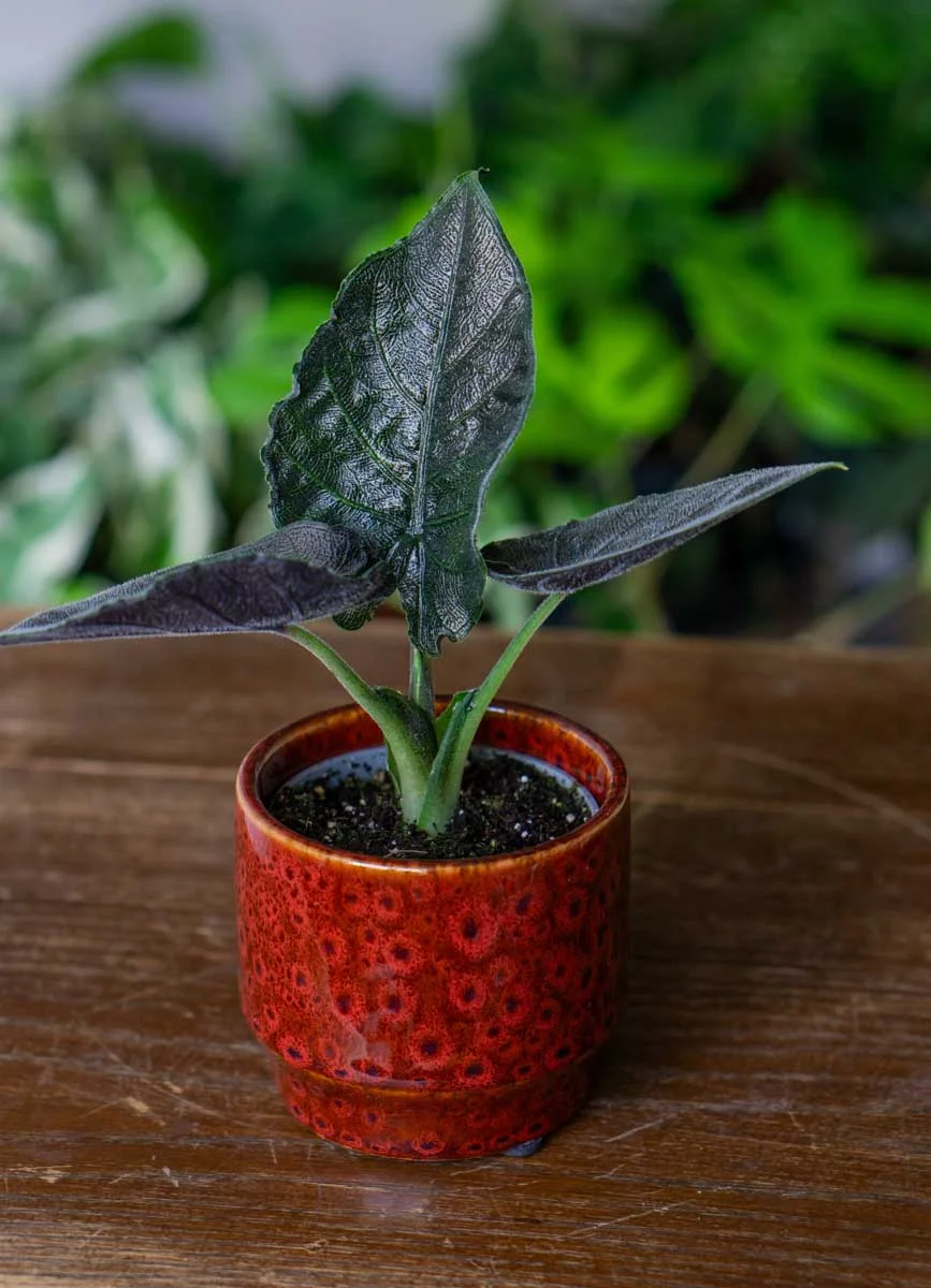 Baby Alocasia Antoro velvet