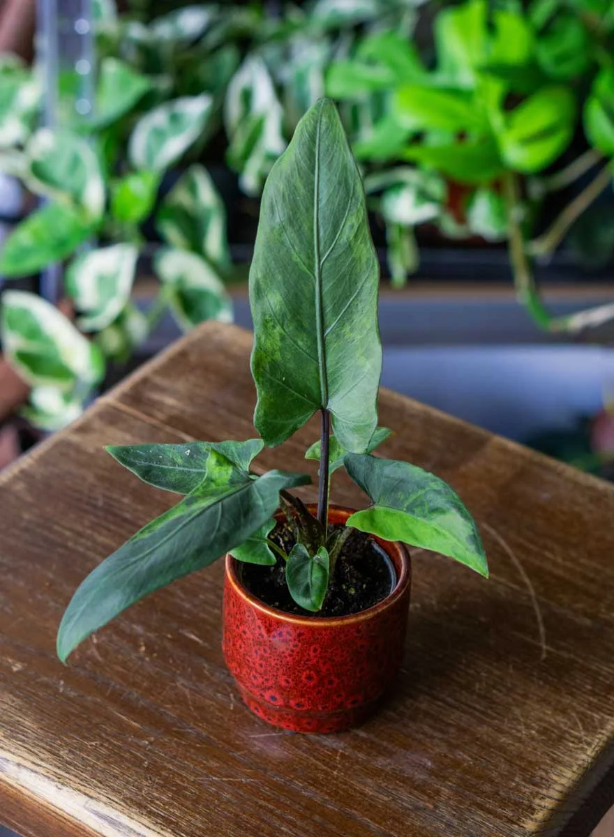Baby Alocasia Lauterbachiana variegata (Zachran ma)
