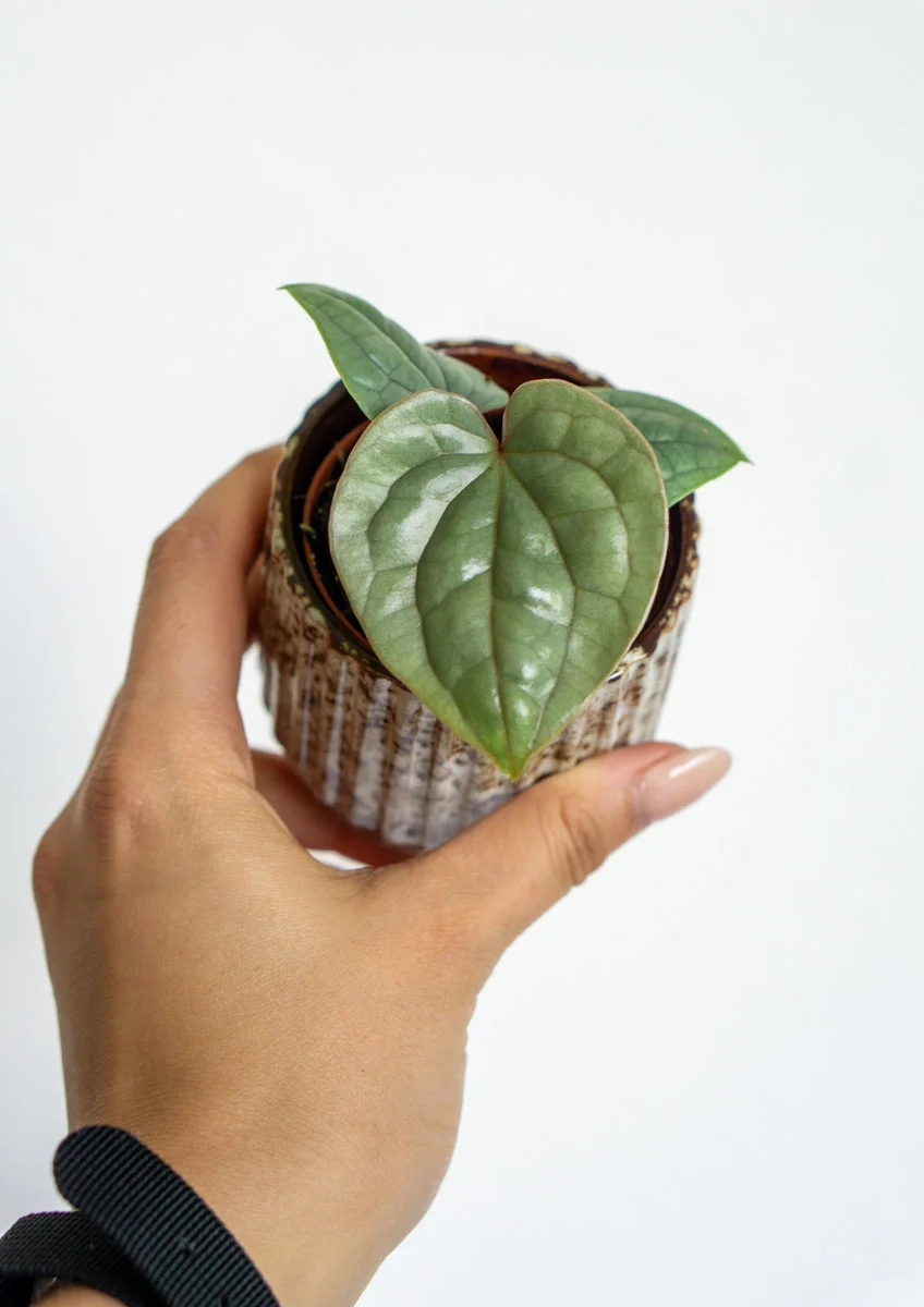 Baby Anthurium Luxurians platinum