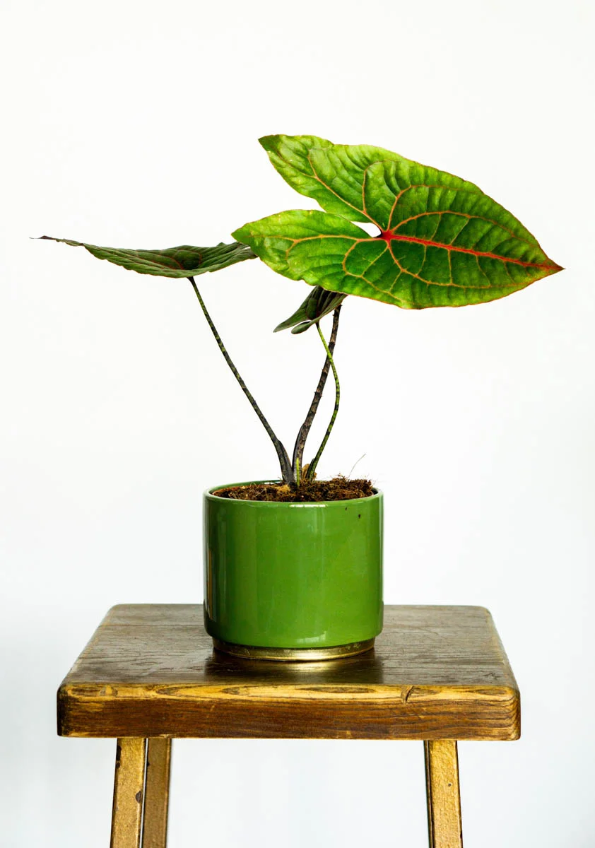 Alocasia Cyrtosperma Jhonstonii Black Jack (Zachran ma)