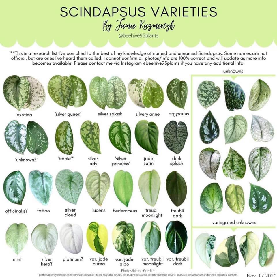 Scindapsus pictus Exotica