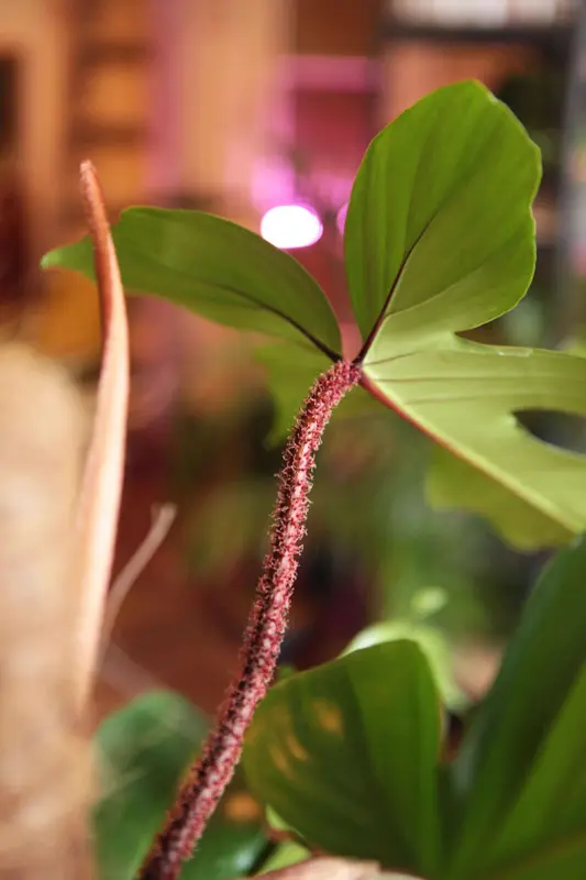 Philodendron Squamiferum
