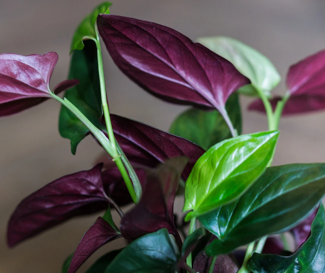 Syngonium Erythrophyllum Red Arrow