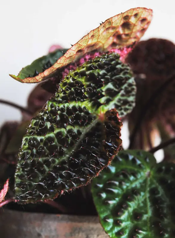 Begonia Ferox
