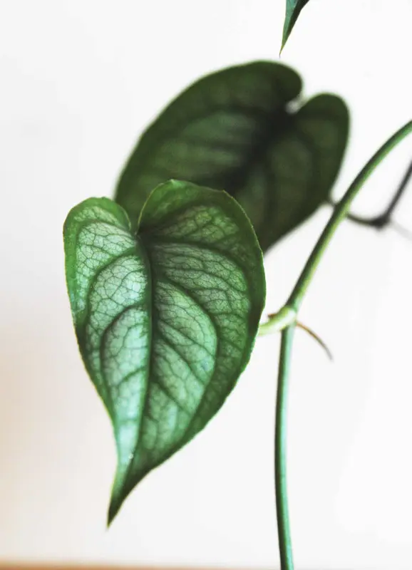 Monstera Siltepecana