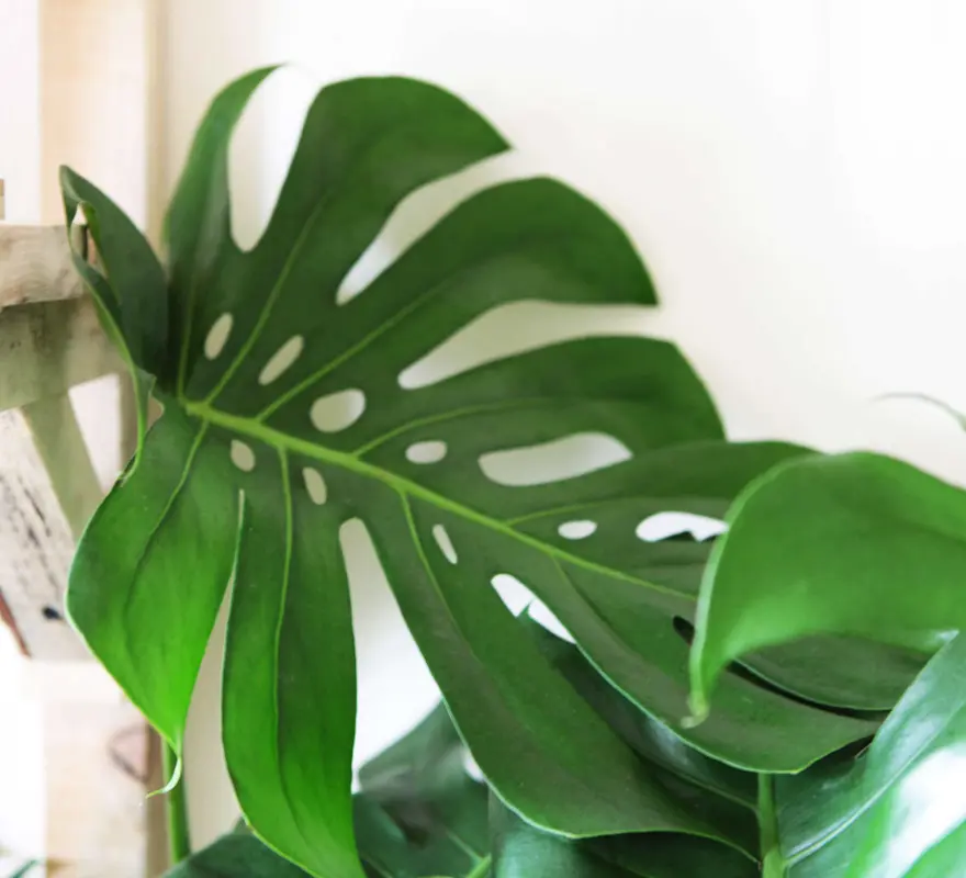 Monstera Deliciosa prava (Len osobne)