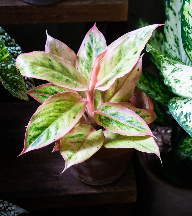 Aglaonema Salmon fantasy