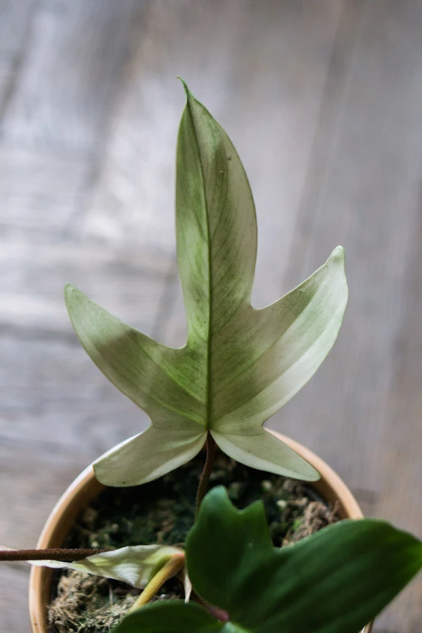 Philodendron Florida Ghost
