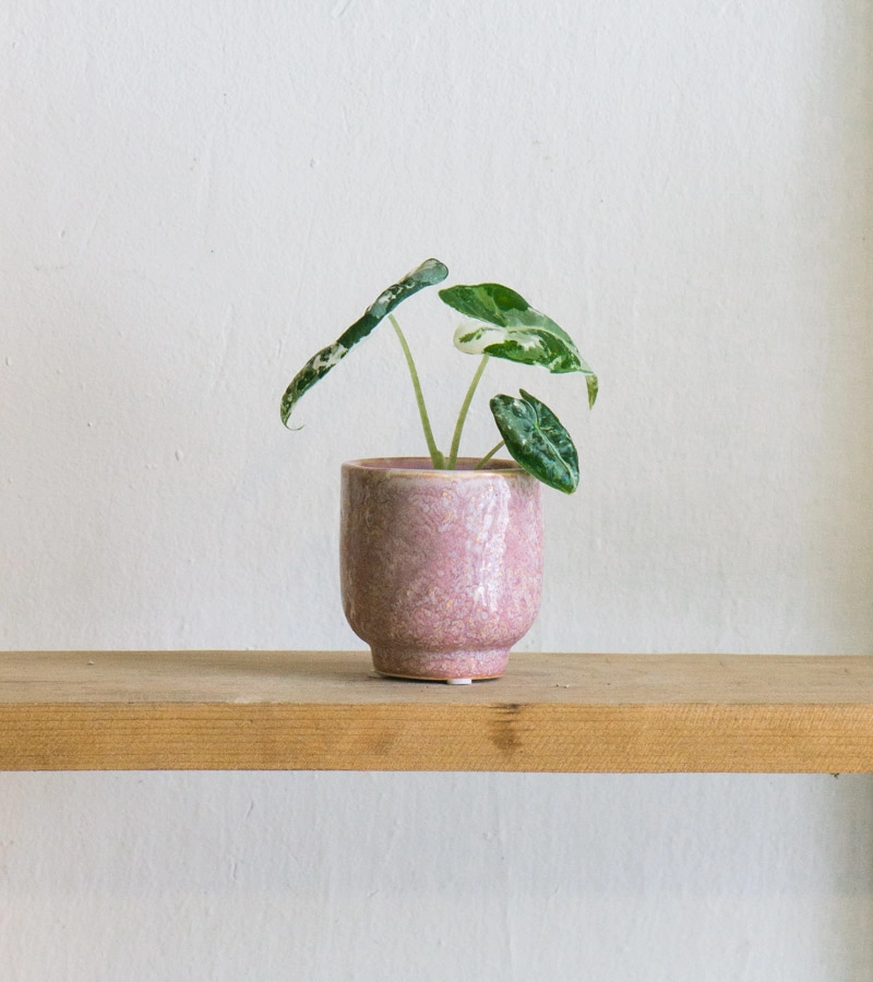 Baby Alocasia Micholitziana Frydek (Zachran ma) variegata (silna fullmoon variegacia)