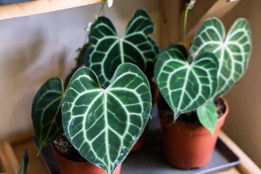 Anthurium Clarinervium (Zachran ma)