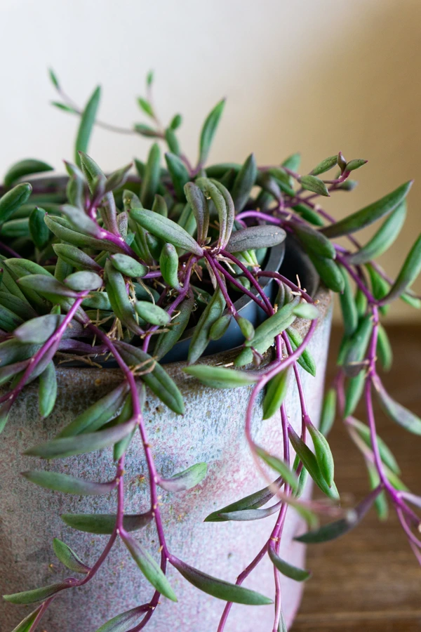 Senecio herreianus Purple Flush