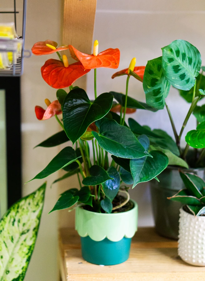 Keramicky kvetinac "Zmrzlinka"