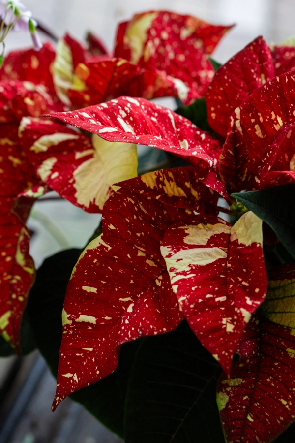 Vianocna ruza/ Poinsettia variegata
