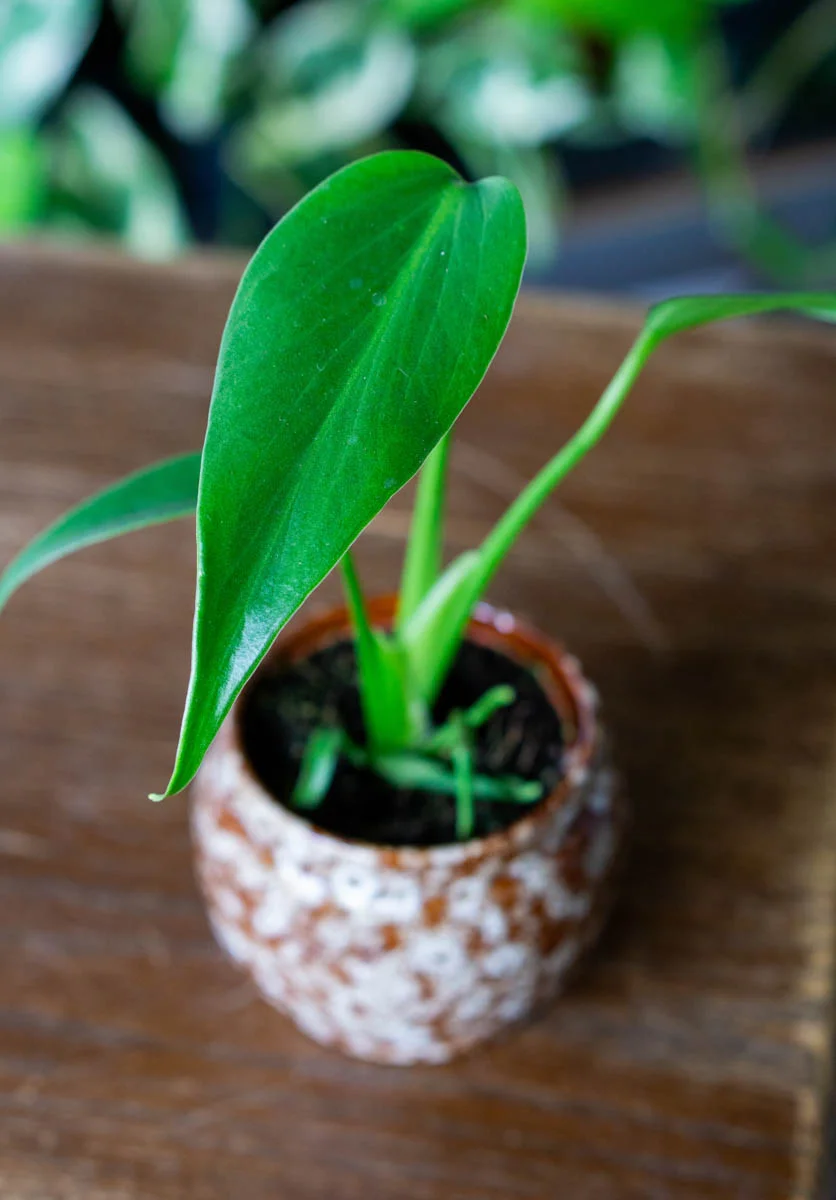 ?? Baby Monstera Burle marx flame ??