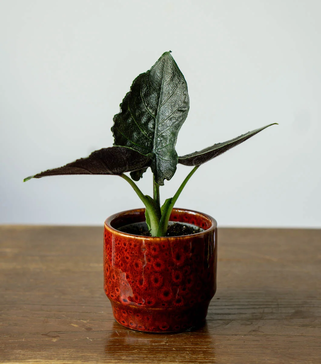 Baby Alocasia Antoro velvet