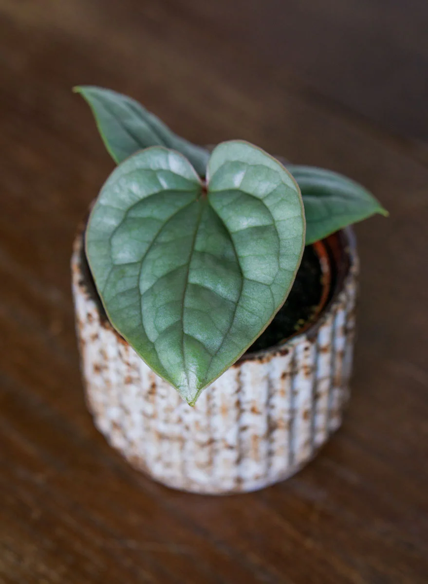 Baby Anthurium Luxurians platinum