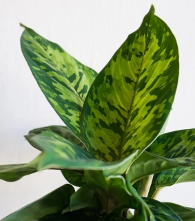 Homalomena Camouflage (Zachran ma)