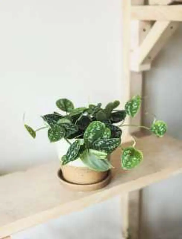 Scindapsus Pictus Argyraeus