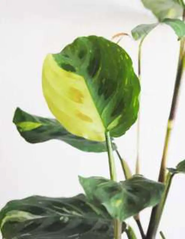 Maranta Kerchoveana Beauty Kim variegata