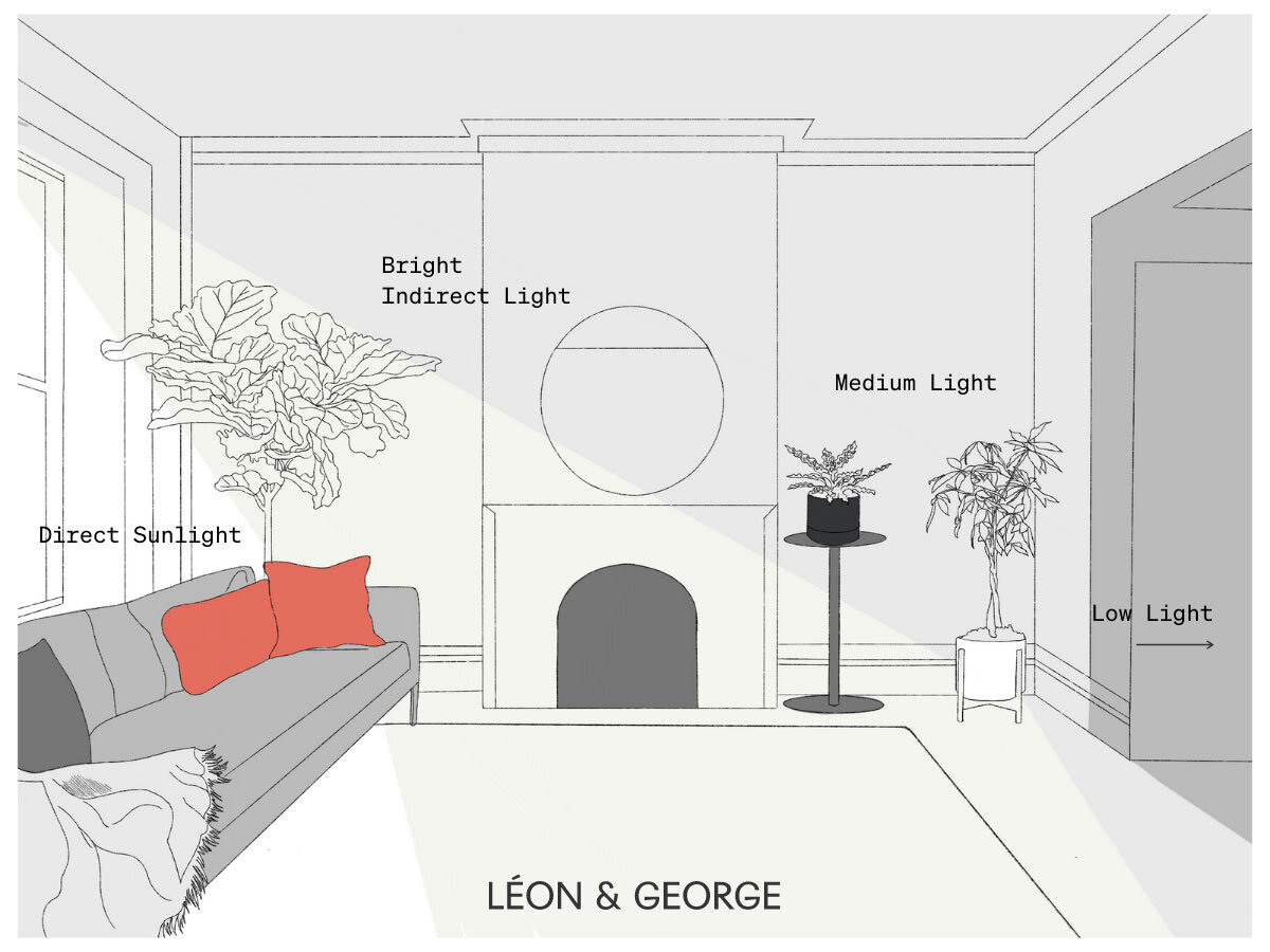 svetlo izbove rastliny